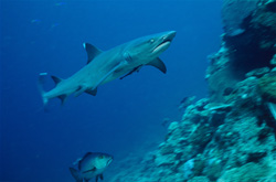 A majestic Whitetip Reef Shark explores the reef