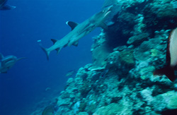 Two whitetip reef sharks (Triaenodon obesus) swimming over the reef slope