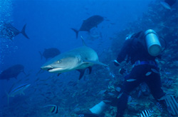 Encounter with an impressive Whitetip Reef Shark in the waters of Fiji