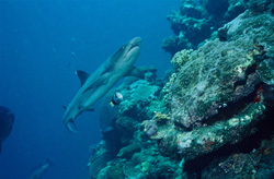 Encounter with a Whitetip Reef Shark in Beqa Lagoon, Fiji