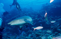 Encounter between whitetip reef shark and diver in the waters of Fiji