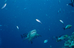 A breathtaking Whitetip Reef Shark (Triaenodon obesus) in Beqa Lagoon, Fiji