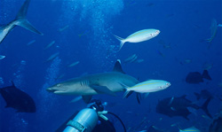Encounter the Majestic Whitetip Reef Shark in Beqa Lagoon, Fiji