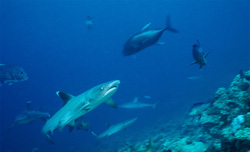 Graceful Whitetip Reef Sharks (Triaenodon obesus) in their natural habitat