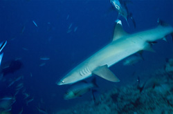 A majestic whitetip reef shark (Triaenodon obesus) descends into the depths of the ocean