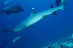 A Whitetip Reef Shark (Triaenodon obesus) Encounters Bigeye Trevallies on its Journey through the Reef.
