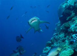 Elegant whitetip reef shark (Triaenodon obesus) in its natural habitat