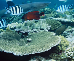 Fascinating whitetip reef shark in the breathtaking underwater world