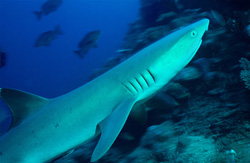 Encounter with the Fascinating Whitetip Reef Shark (Triaenodon obesus) in Beqa Lagoon, Fiji