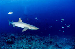 Elegant whitetip reef shark explores the waters of Beqa Lagoon