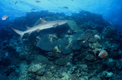 Graceful whitetip reef shark swimming through the diverse coral reef of Beqa Lagoon in Fiji