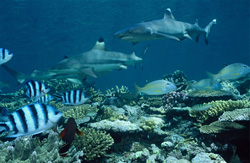 Observez le fascinant requin à pointes blanches et les impressionnants requins à pointes noires dans leur environnement naturel