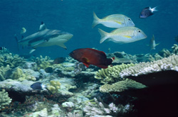 Encounter with the Blacktip Reef Shark in Beqa Lagoon, Fiji