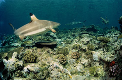 Le requin à pointes noires nage juste au-dessus du récif