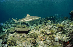 Un majestueux requin à pointes noires dans les eaux claires du Pacifique Sud