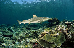 Anmutiger Schwarzspitzen-Riffhai in der Beqa Lagune vor der Küste von Vitu Levu, Fiji