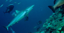 A graceful gray reef shark (Carcharhinus amblyrhynchos) in the crystal-clear water
