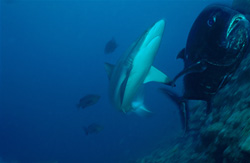 Gray reef shark and bigeye trevally exhibit fascinating behavior in the stunning underwater world of Fiji