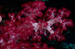A vibrant red soft coral shines in the deep blue ocean (Dendronephthya sp.)