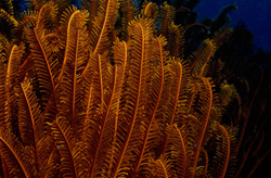 Fascinating Feather Star in Beqa Lagoon, Fiji
