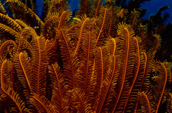 Captivating Feather Star in Beqa Lagoon, South Pacific
