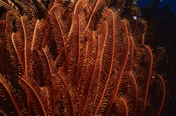 Fascinating Feather Star in the Fast-Flowing Beqa Lagoon, Fiji