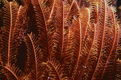 Unique shot of a feather star in its natural habitat