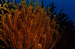 Fascinating feather star filters plankton from the flow