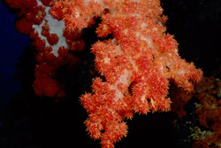 Vibrant Soft Corals (Dendronephthya sp.) in an Undisturbed Coral Reef