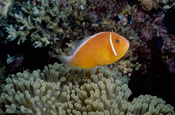 Pink anemonefish surrounded by a colorful anemone at Shark Reef in Beqa Lagoon