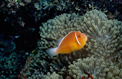 Fascinating pink anemonefish (Amphiprion perideraion) in its natural habitat