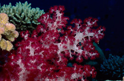 Glowing Red Soft Coral (Dendronephthya sp) in the Stony Coral Reef off Fiji