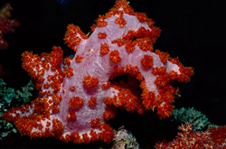 Incredibly fascinating soft coral (Dendronephthya sp) in the Beqa Lagoon Reef