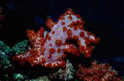 Colorful Soft Coral (Dendronephthya sp) in the Pacific Coral Reef
