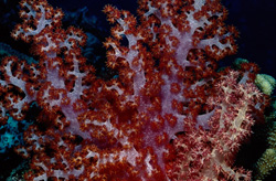 Magical Sight: Translucent Soft Corals (Dendronephthya sp) in the South Pacific