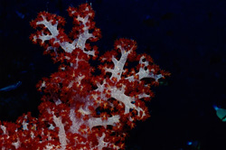 The Radiant Beauty of Soft Coral (Dendronephthya sp) Underwater Light