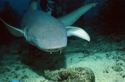 Begegnung mit einem Gewöhnlichen Ammenhai im Shark Reef der Beqa Lagune auf Fidschi