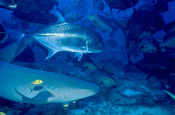 Fascinating Underwater World: Tawny Nurse Shark and Barramundi Cod in Beqa Lagoon, Fiji