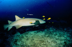 Faszinierender Gewöhnlicher Ammenhai (Nebrius ferrugineus) mit Gold-Makrelen in der Beqa Lagune