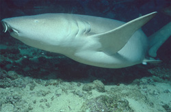 A Tawny Nurse Shark (Nebrius ferrugineus) Majestically Swims in the Beqa Lagoon
