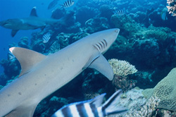Majestic whitetip reef sharks (Triaenodon obesus) meet at the coral reef off the coast of Fiji