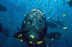 Dive into the Fascinating World of Giant Grouper and Black and Gold Pilot Stachelmakrelen