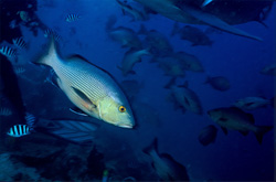 An impressive Red Snapper (Lutjanus bohar) at Shark Reef in Beqa Lagoon