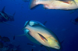 Fascinating Red Snapper (Lutjanus bohar) in the Underwater World