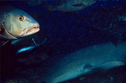 A red snapper (Lutjanus bohar) at Shark Reef in Beqa Lagoon