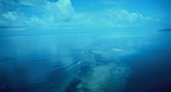 Experience Shark Reef in Beqa Lagoon from the Air