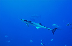 A fascinating Sharksucker (Remora remora) at Shark Reef in Beqa Lagoon