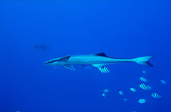 Fascinating Encounter with a Sharksucker (Remora remora)