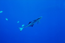 Interesting image of a Sharksucker (Remora remora) at Shark Reef