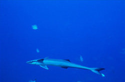 A Sharksucker (Remora remora) at Shark Reef in Beqa Lagoon on Viti Levu, Fiji
